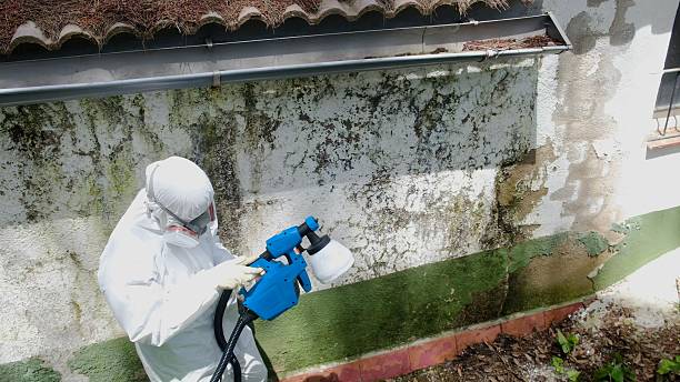 Trusted Attic Mold Removal service in Atlanta, IL - Cheap Mold Removal
